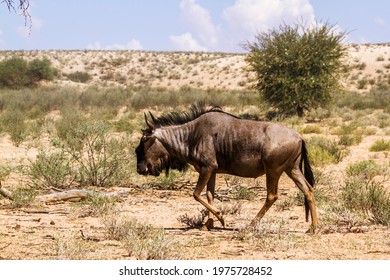 Blue wildebeest walking in dry land in Kgalagadi transfrontier park, South Africa; Specie Connochaetes taurinus family of Bovidae