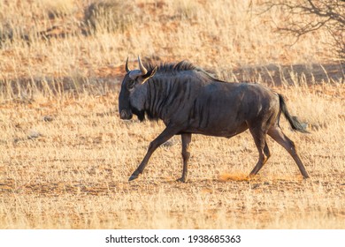 Blue wildebeest or white-bearded, Connochaetes taurinus, running on the grassland plains of Kalahari desert, Namibia