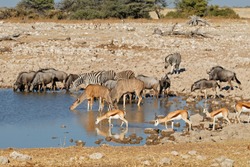 Blue Wildebeest, Zebras, Kudu And Springbok Antelopes At A Waterhole, Etosha National Park, Namibia
