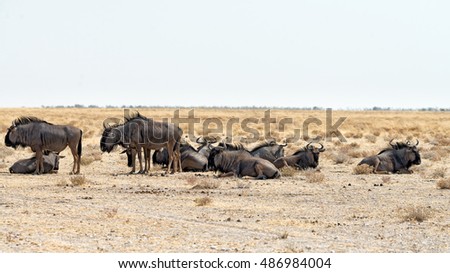 Similar – wildebeest in Masai Mara National Park in Kenya Africa