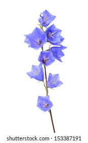 Blue Wildflower Isolated On White Background With Clipping Path