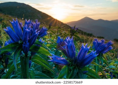 Blue wildflower meadow in the mountains. Rising sun in Carpathian mountains - Powered by Shutterstock