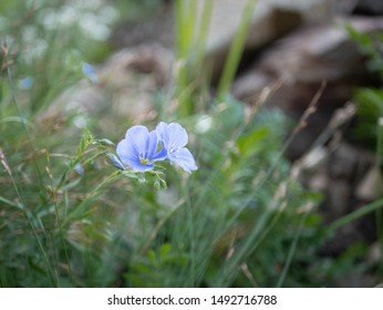 Blue Wildflower In Northern Utah Mountains