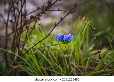 Blue wildflower on forest floor