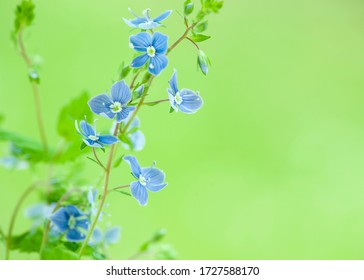 Blue wildflowers blossom on green blurred background. Germander Speedwell.