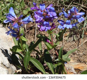 Blue Wildflowers In Wallowa Mountains, Oregon