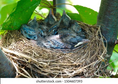 Blue Jay Nest Hd Stock Images Shutterstock
