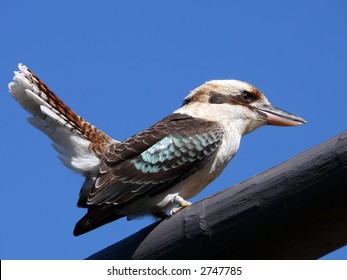 Blue Winged Kookaburra