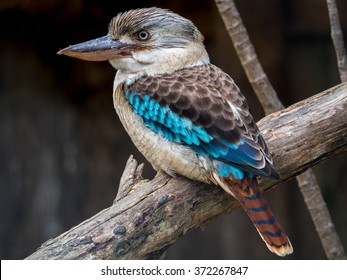 Blue Winged Kookaburra