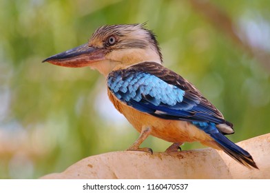 The blue winged kookaburra (Dacelo leachii) is a large species of kingfisher native to northern Australia and southern New Guinea. Kakadu National Park Australia. 