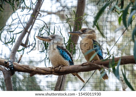Blue winged kookaburra pair on tree brach at zoo, Australia