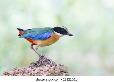 Blue Winged Pitta