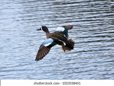 blue wing teal