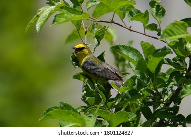 Blue Winged Warbler Is A Neotropical Migratory Bird That Is Bright Ellow With Bluish-gray Wings And Tail