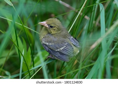 Blue Winged Warbler Is A Neotropical Migratory Bird That Is Bright Ellow With Bluish-gray Wings And Tail