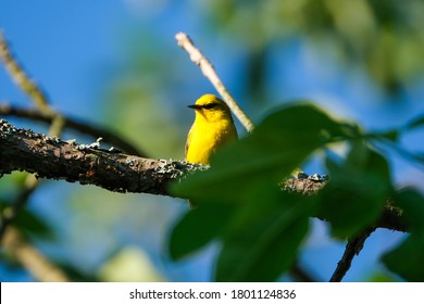 Blue Winged Warbler Is A Neotropical Migratory Bird That Is Bright Ellow With Bluish-gray Wings And Tail