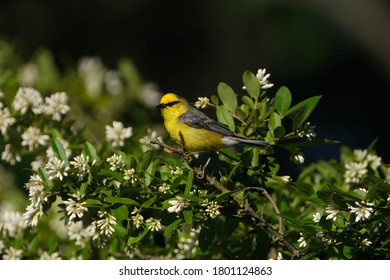 Blue Winged Warbler Is A Neotropical Migratory Bird That Is Bright Ellow With Bluish-gray Wings And Tail