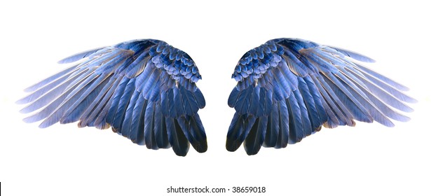 Blue Wings