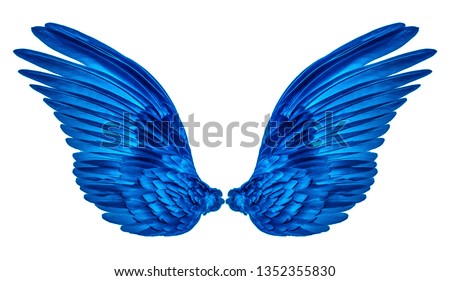 blue wings of bird on white background