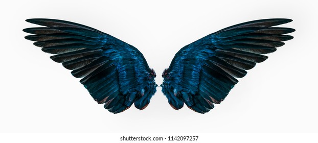 Blue Wings On White Background