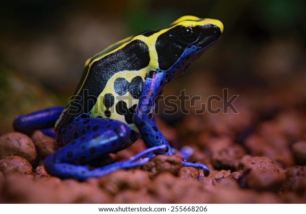 Blue and yellow amazon Dyeing Poison\
Frog, Dendrobates tinctorius, in nature\
habitat.