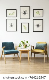 Blue and yellow armchair at wooden table with plant against a wall with gallery of posters in vintage room - Shutterstock ID 764265547