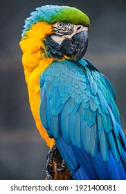 blue, yellow beautiful parrot with shine