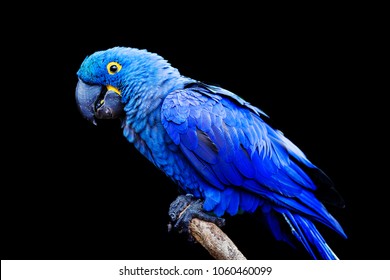 Blue and yellow, endangered Hyacinth Macaw (parrot) perched on a tree branch, on a black background