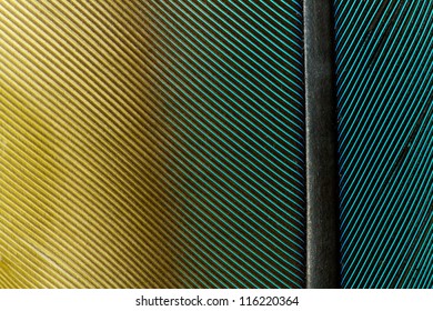 Blue Yellow Green Parrot Feather Close Up Detail