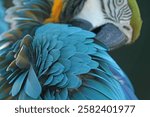 A blue and yellow macaw, Ara ararauna, preening, with focus on the feathers in the foreground