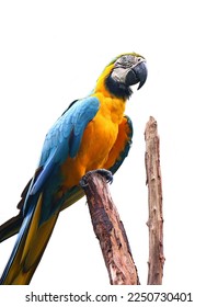 Blue and yellow macaw (Ara ararauna), also known as the blue and gold macaw. - Shutterstock ID 2250730401