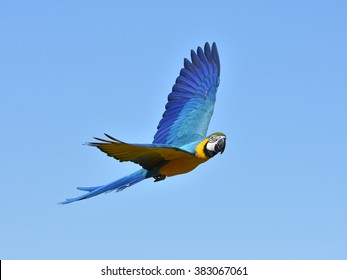 Blue and yellow Macaw (Ara ararauna) in flight with blue skies in the background