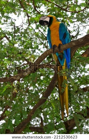 Blue and yellow macaw (Ara ararauna), sitting in tree, Matto Grosso do Sul, Brazil