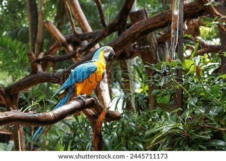Blue and yellow macaw (Ara ararauna).  Large parrot.
