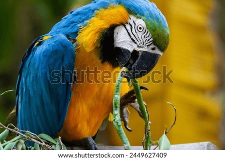 Blue and Yellow Macaw (Ara ararauna) eating string beans. 