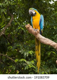 Blue and Yellow Macaw (Arara parrots)