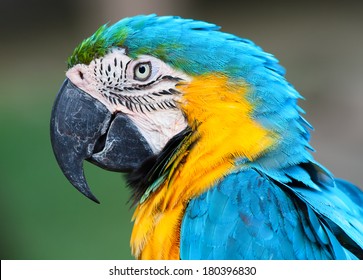 A Blue And Yellow Macaw Closeup