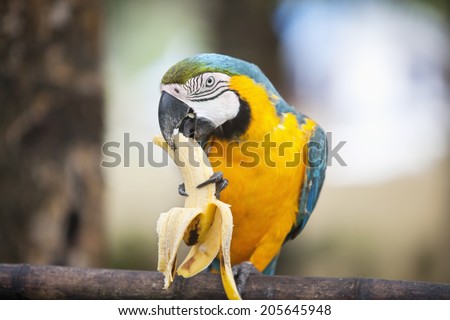 Blue and yellow Macaw eating banana