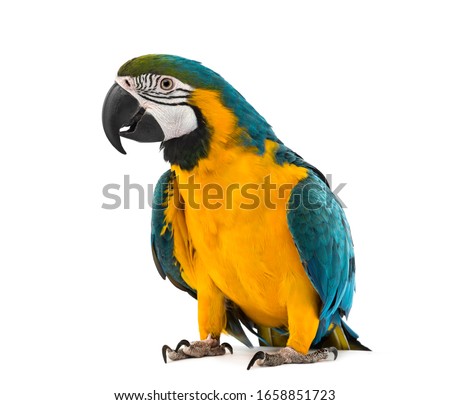 Blue and yellow Macaw in front 