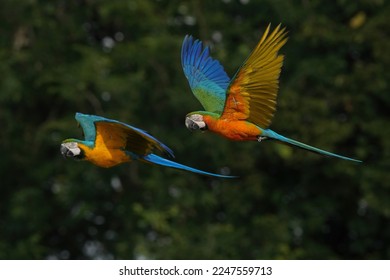 Blue and yellow macaw , Blue and gold macaw are flying in green tree rain forest. - Powered by Shutterstock