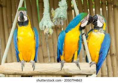 Blue And Yellow Macaw Group Of 3