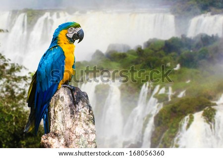 Similar – Image, Stock Photo A beautiful bird on red earth in Queensland.