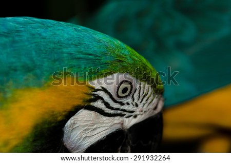 Blue Yellow Macaw Macro