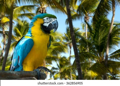 Blue and Yellow Macaw on the nature Adlı Stok Fotoğraf