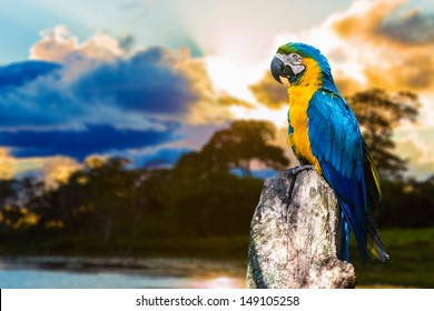 Blue And Yellow Macaw In Pantanal, Brazil 