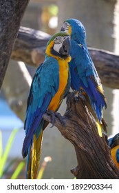 Blue and yellow macaw parrot bird in garden 