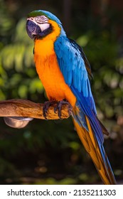 Loro de macao amarillo azul. Loro de cacatúa colorido sentado sobre un palo de madera. Parque de aves tropicales. Naturaleza y medio ambiente. Diseño vertical. Copiar espacio. Bali, Indonesia