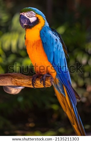 Blue yellow macaw parrot. Colorful cockatoo parrot sitting on wooden stick. Tropical bird park. Nature and environment concept. Vertical layout. Copy space. Bali, Indonesia