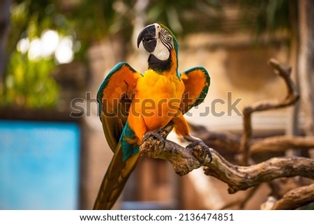 Blue yellow macaw parrot. Colorful cockatoo parrot. Tropical bird park. Nature and environment concept. Horizontal layout. Copy space. Bali, Indonesia