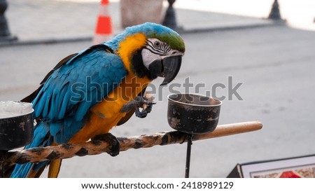  Blue and yellow macaw parrot on a perch eating food in old town of Istanbul street in Sirkeci,Eminönü. show mascot bird in istanbul.